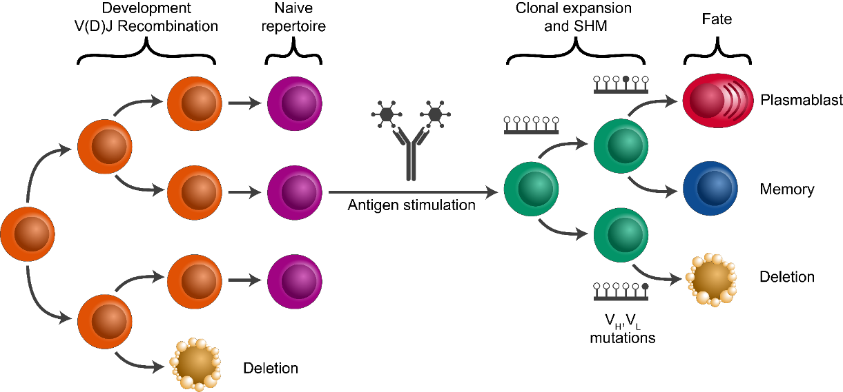 clonalexpansion
